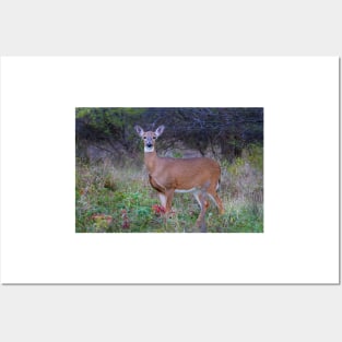 Doe Queen - White-tailed deer Posters and Art